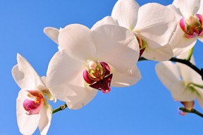 世界篮球友谊赛：国际交流提升战术多样性，蓝球国际友谊赛